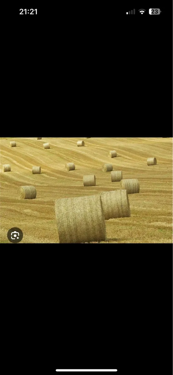 Barley straw