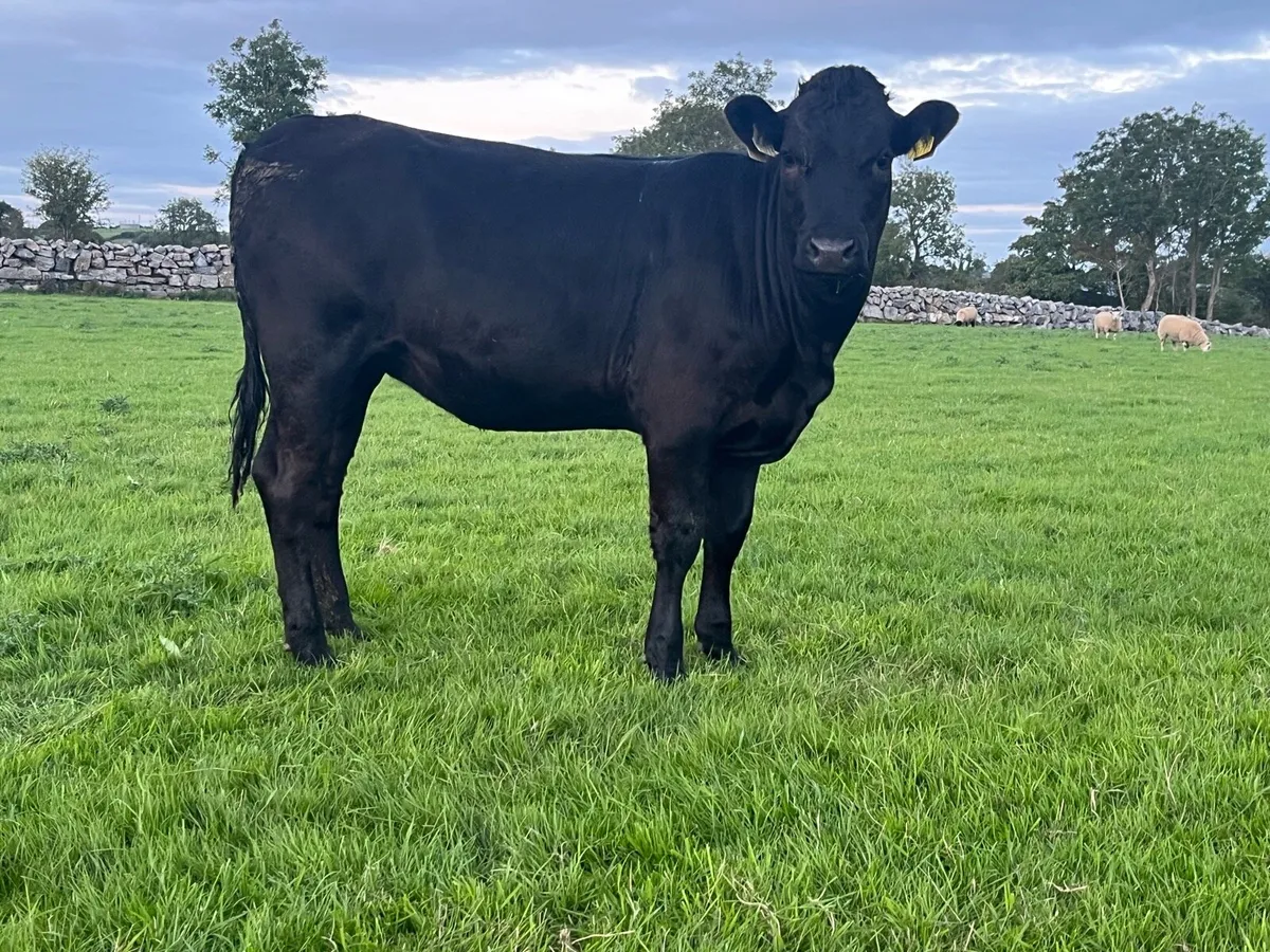 3 limo X heifers - Image 1