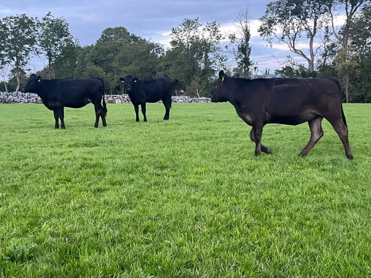 3 limo X heifers - Image 2