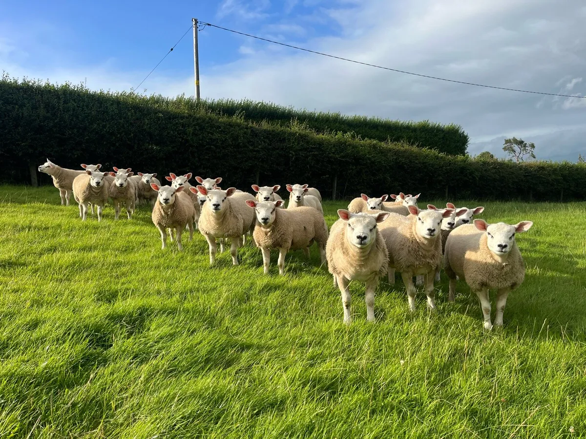 Top Quality Texel Pedigree Ram Lambs - Image 1