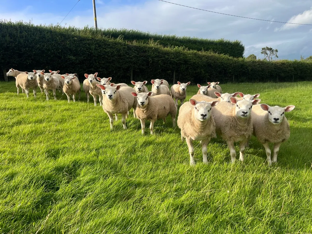 Top Quality Texel Pedigree Ram Lambs - Image 2