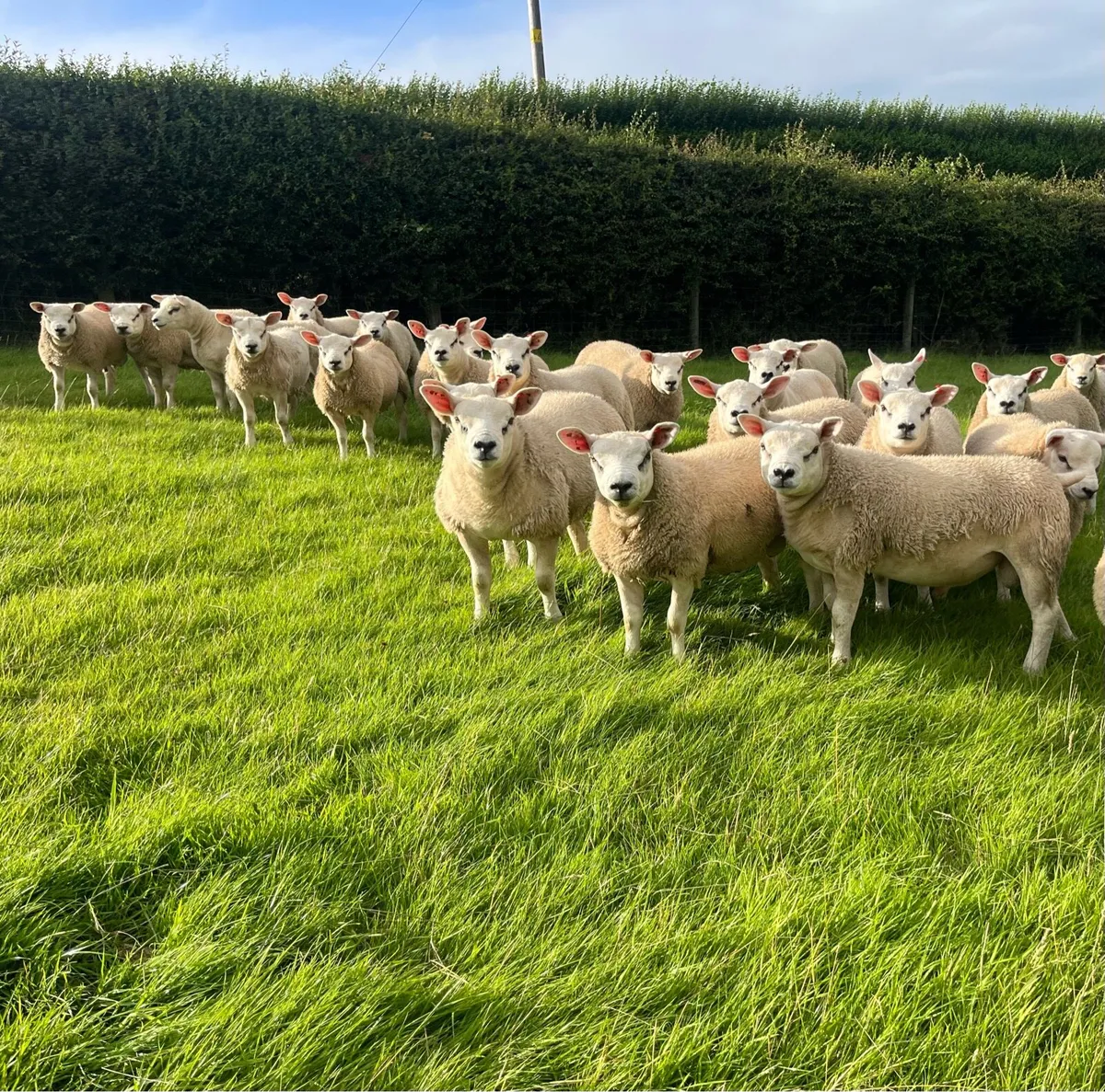 Top Quality Texel Pedigree Ram Lambs - Image 3