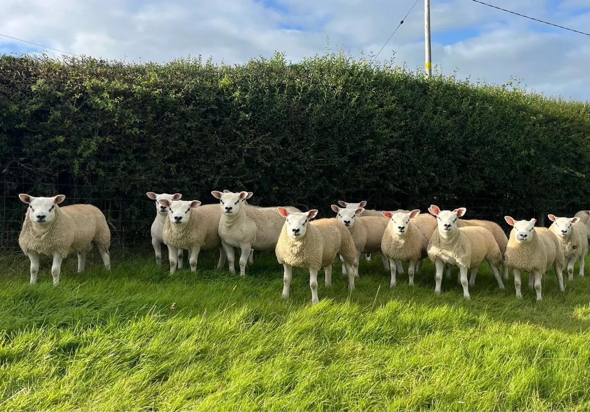 Top Quality Texel Pedigree Ram Lambs - Image 4
