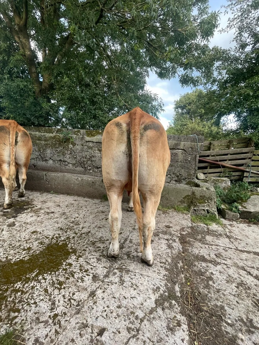 Cow & calf going to ballinasloe mart 9th - Image 1