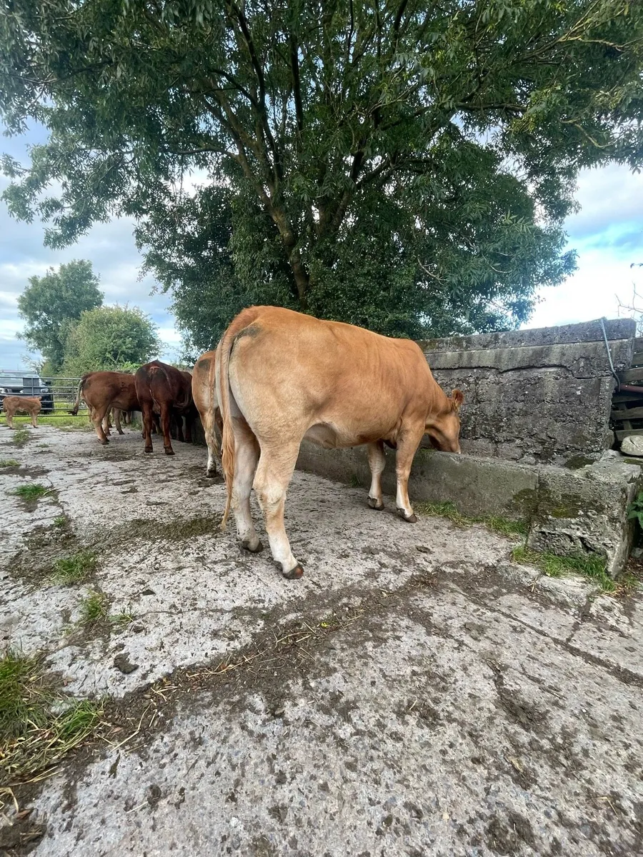 Cow & calf going to ballinasloe mart 9th - Image 2