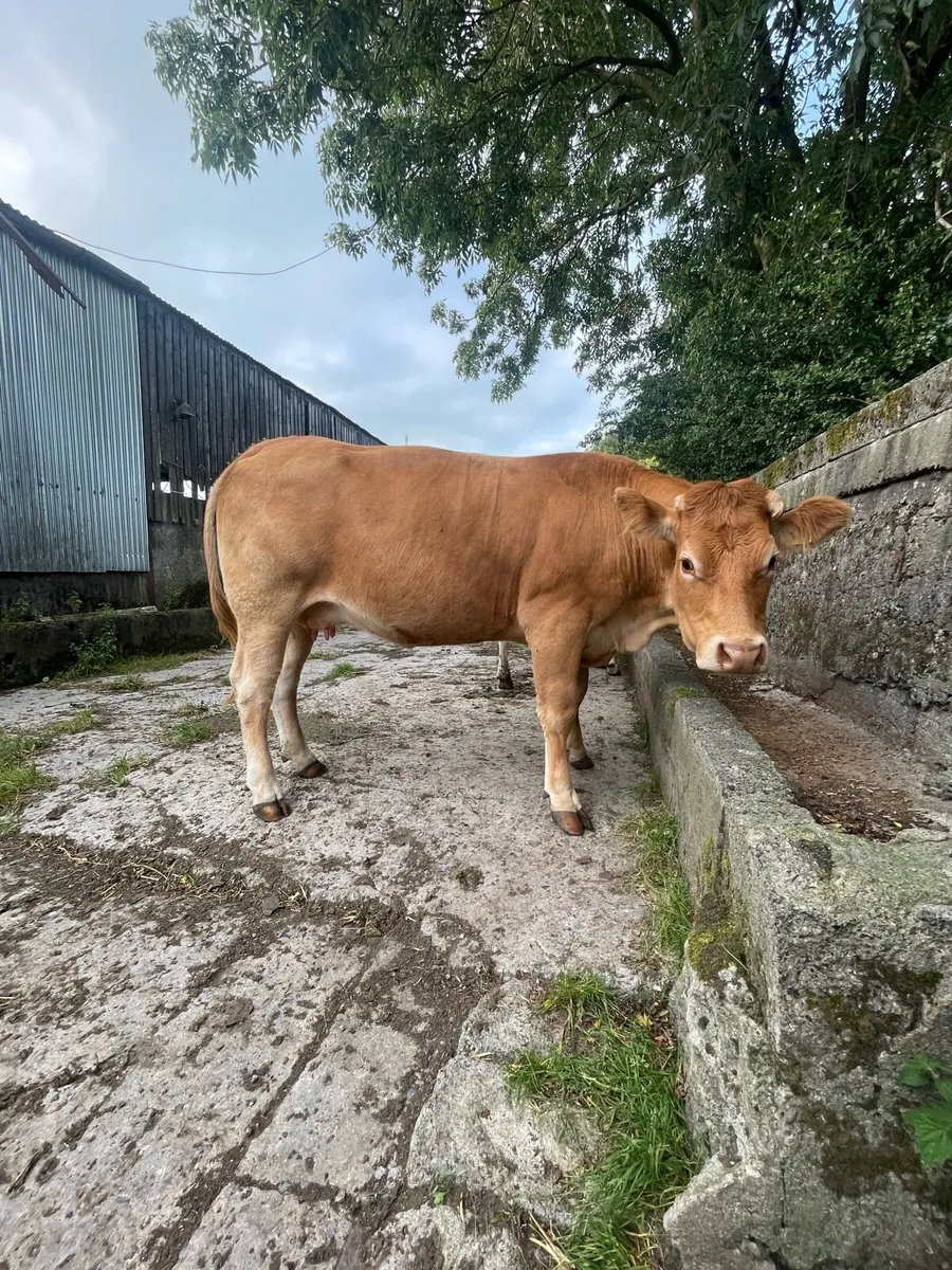 Cow & calf going to ballinasloe mart 9th - Image 3