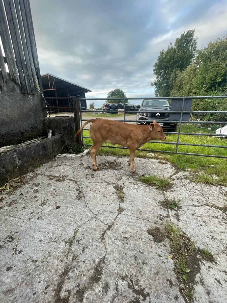 Cow & calf going to ballinasloe mart 9th - Image 4