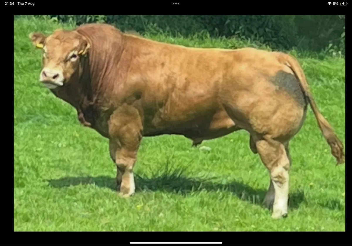 Limousin Bull