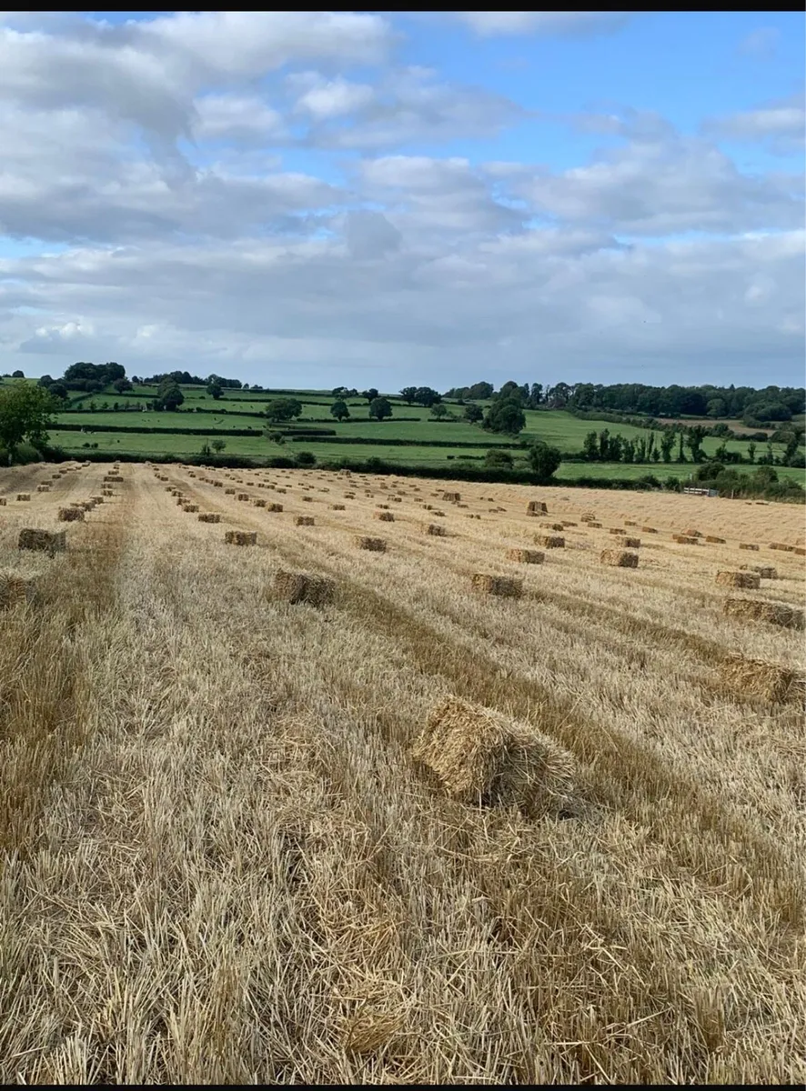 Small Square bales of Straw - Image 1