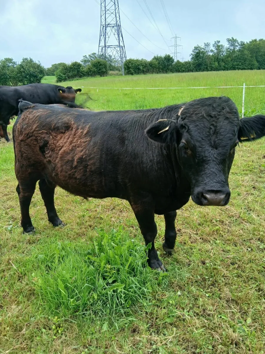 PBR Pedigree Dexter Sire - 14 Months - Rare Breed - Image 1
