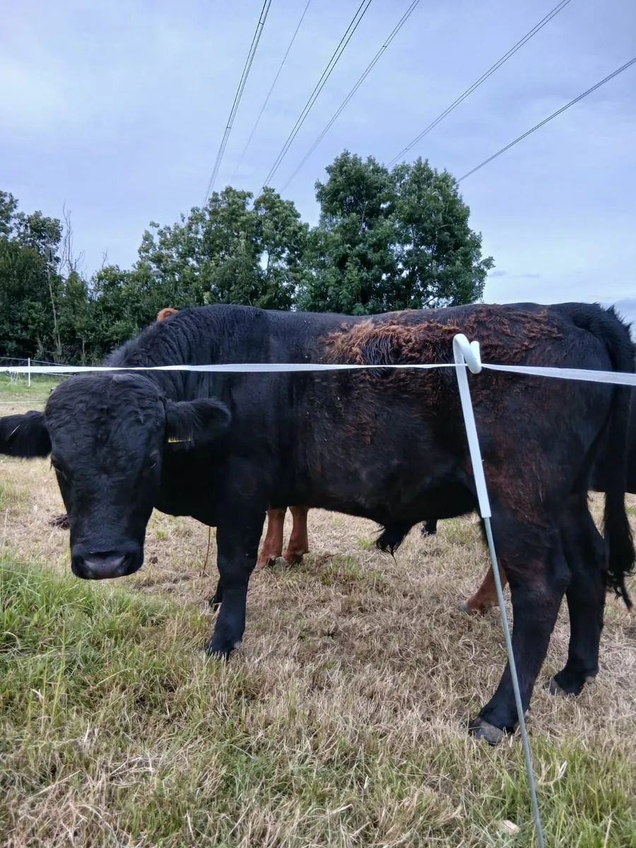 PBR Pedigree Dexter Sire - 14 Months - Rare Breed - Image 2
