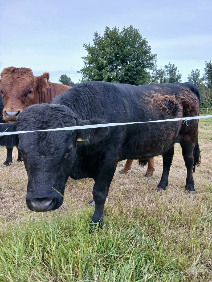 PBR Pedigree Dexter Sire - 14 Months - Rare Breed - Image 3