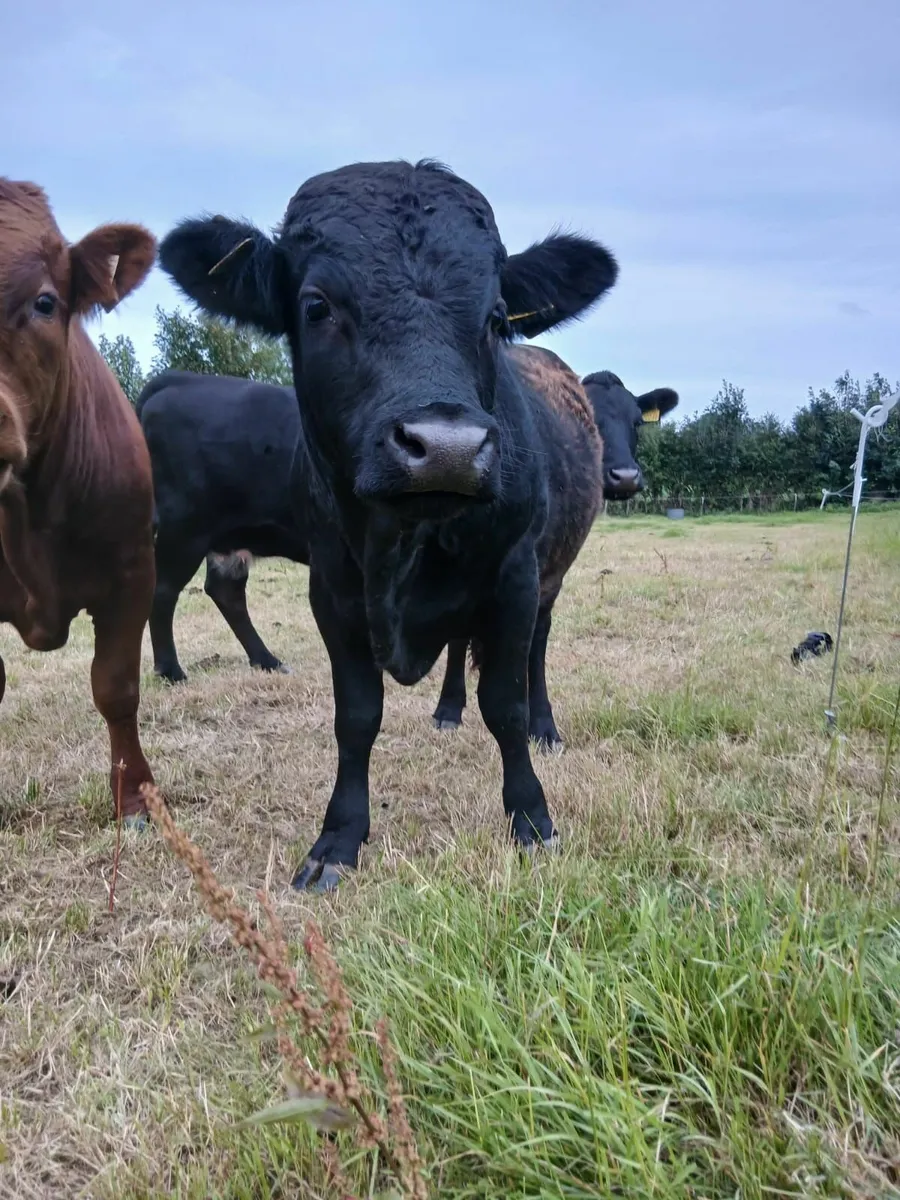 PBR Pedigree Dexter Sire - 14 Months - Rare Breed - Image 4