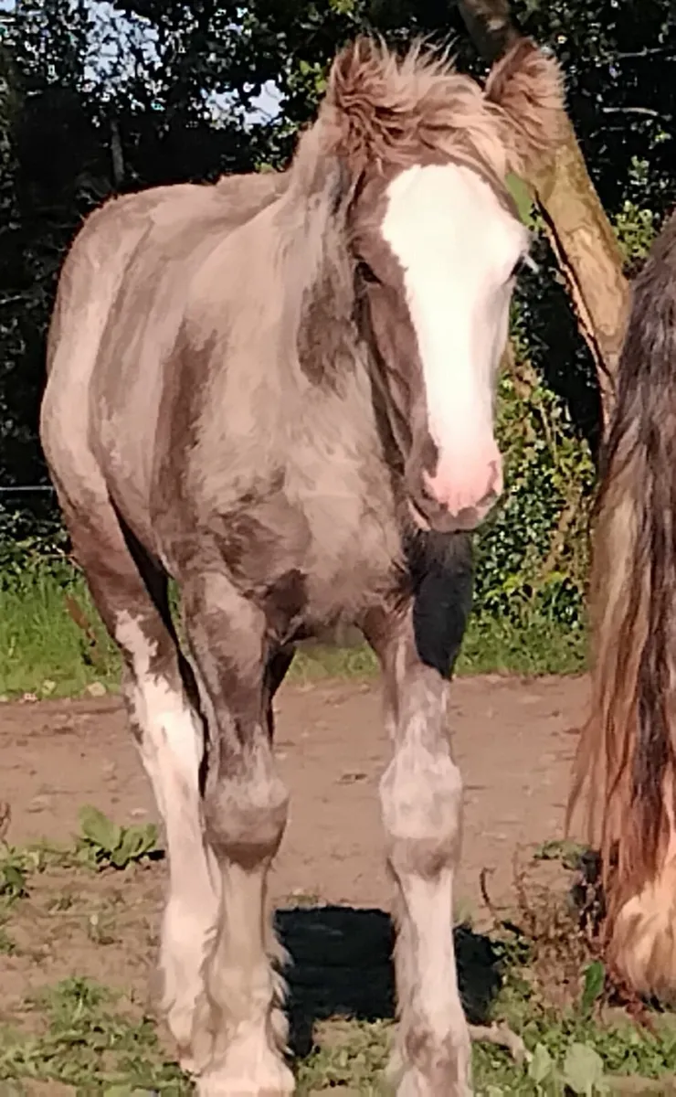 Super colt foal for sale - Image 2