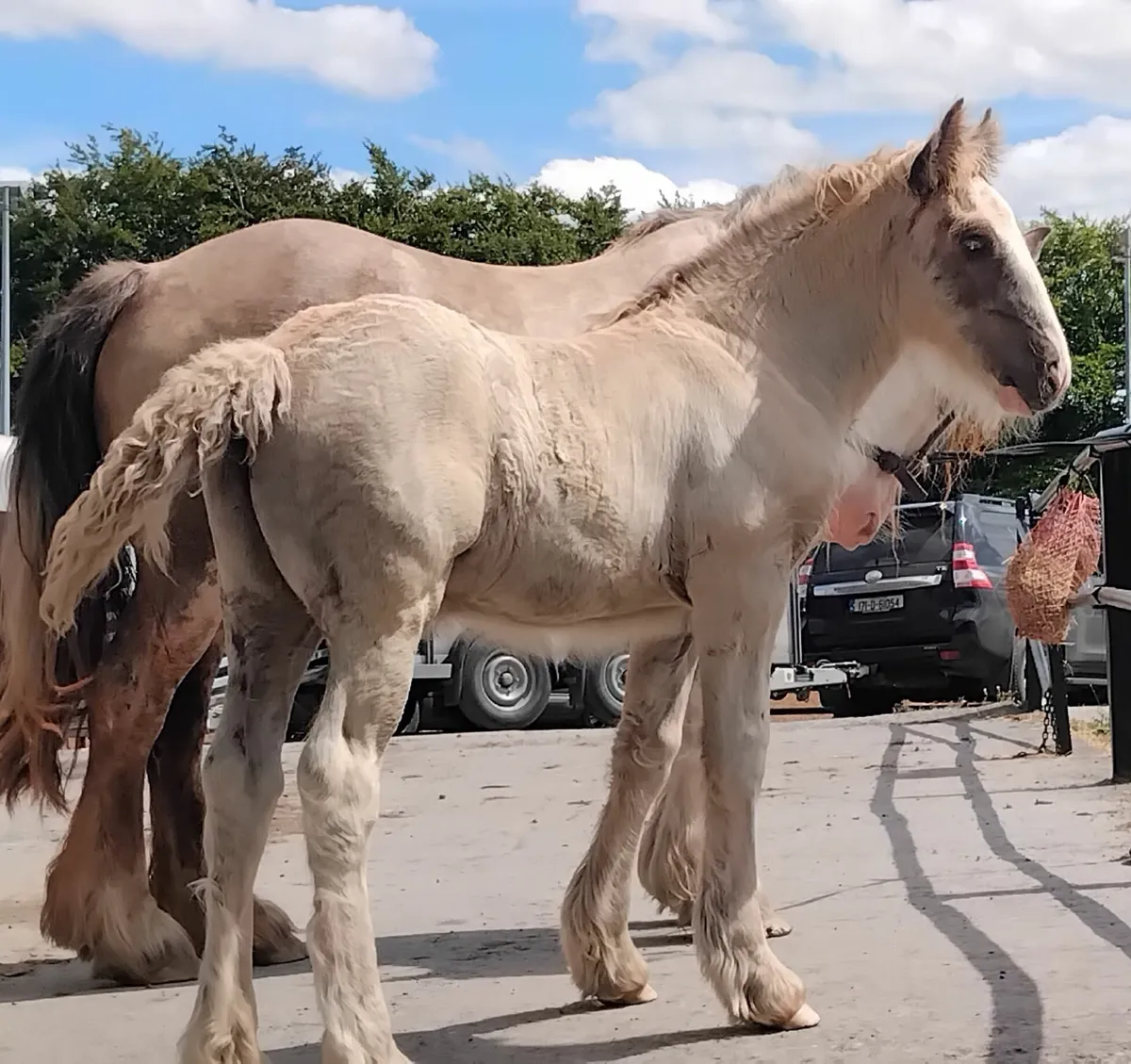 Super colt foal for sale - Image 3