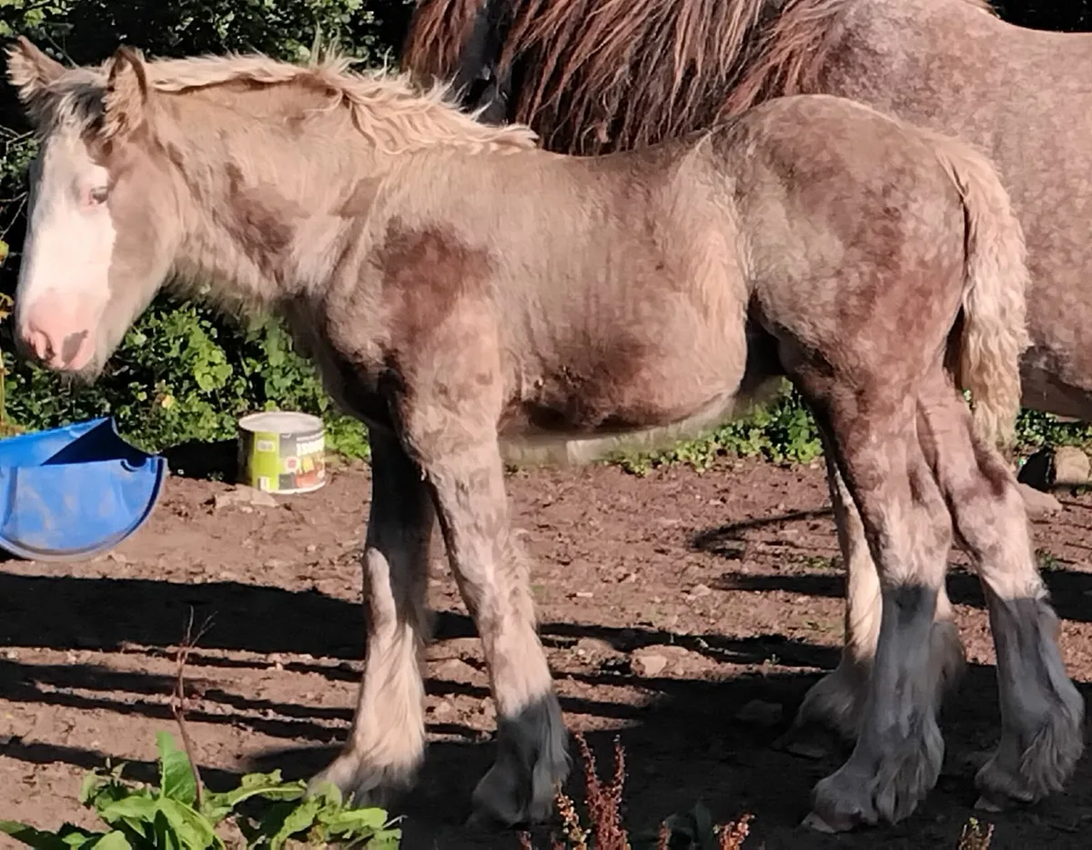 Super colt foal for sale - Image 1