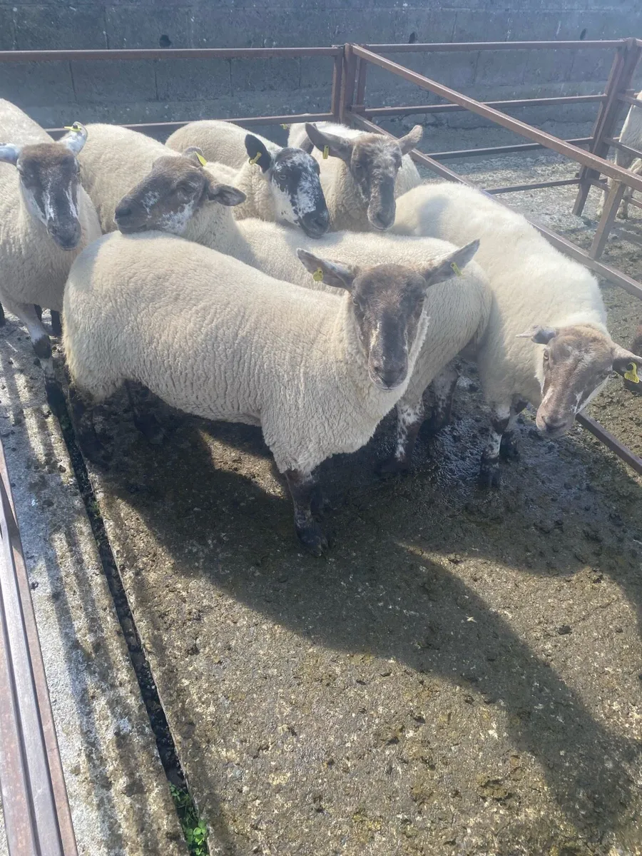 Ewe Hogget’s – Growing Tomorrow’s Flocks, Today! - Image 1