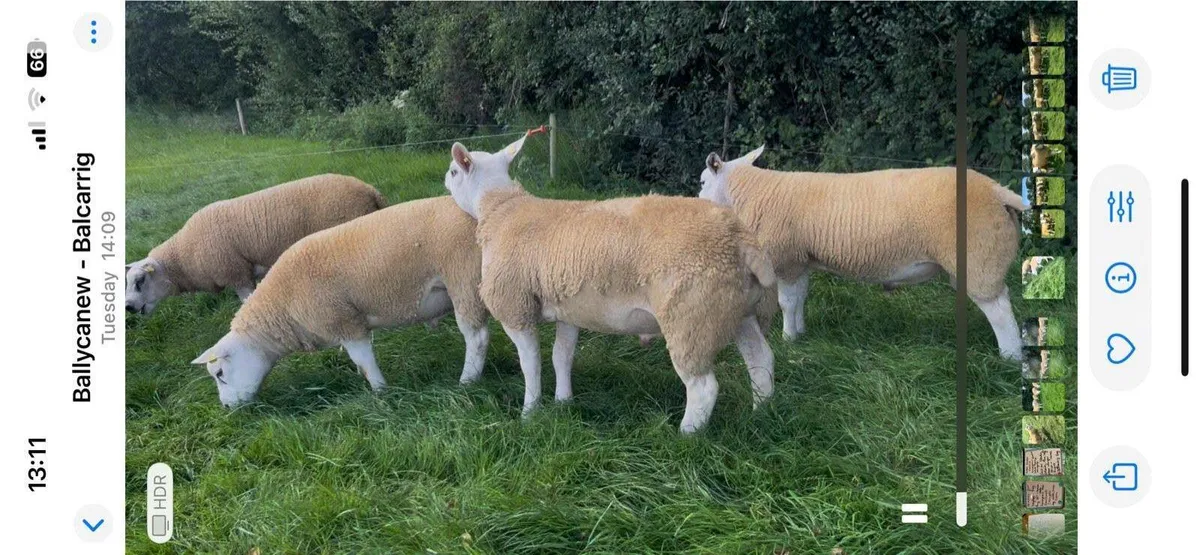Texel Rams - Image 1