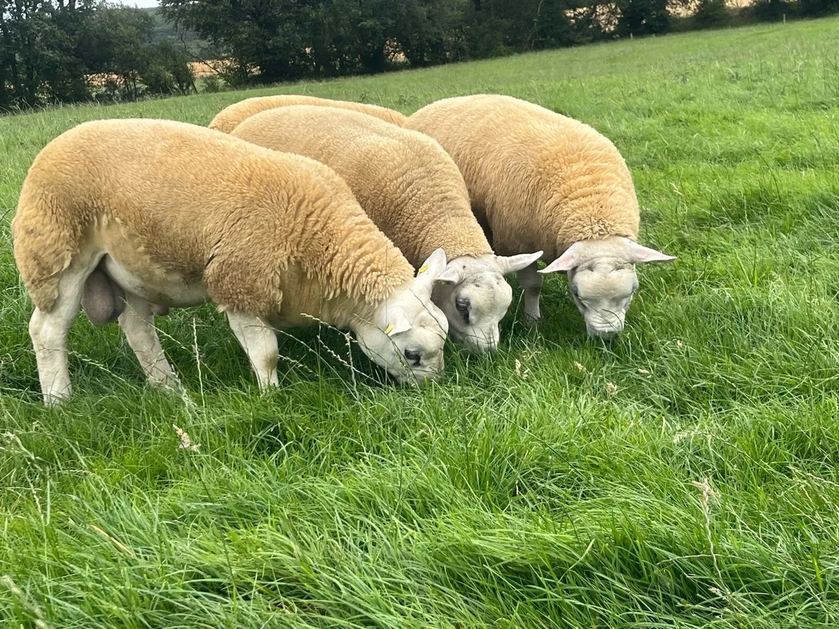 Texel Rams - Image 2