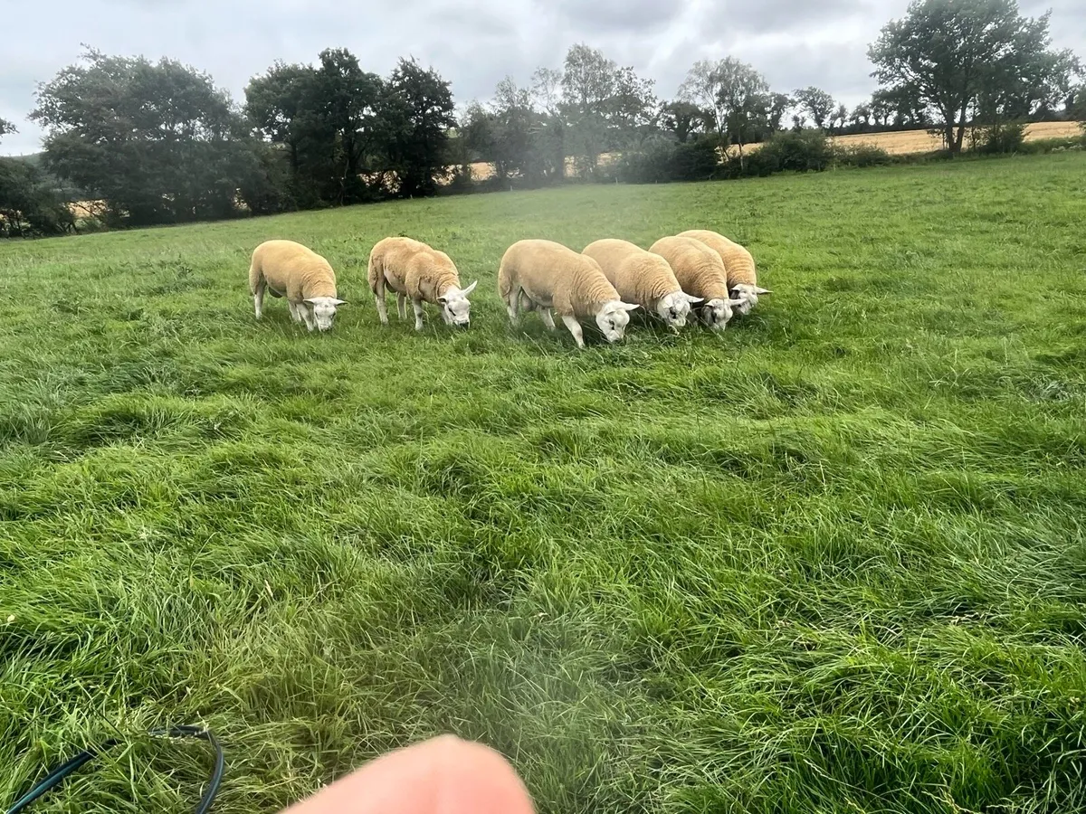 Texel Rams - Image 3