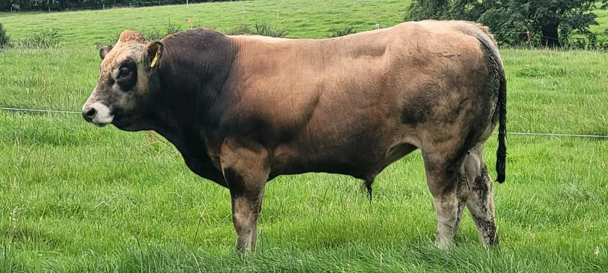 Bull