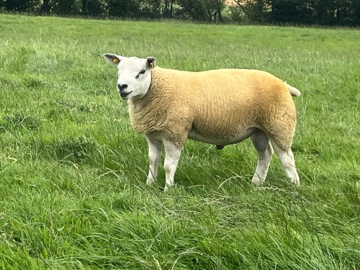 Texel Rams - Image 4