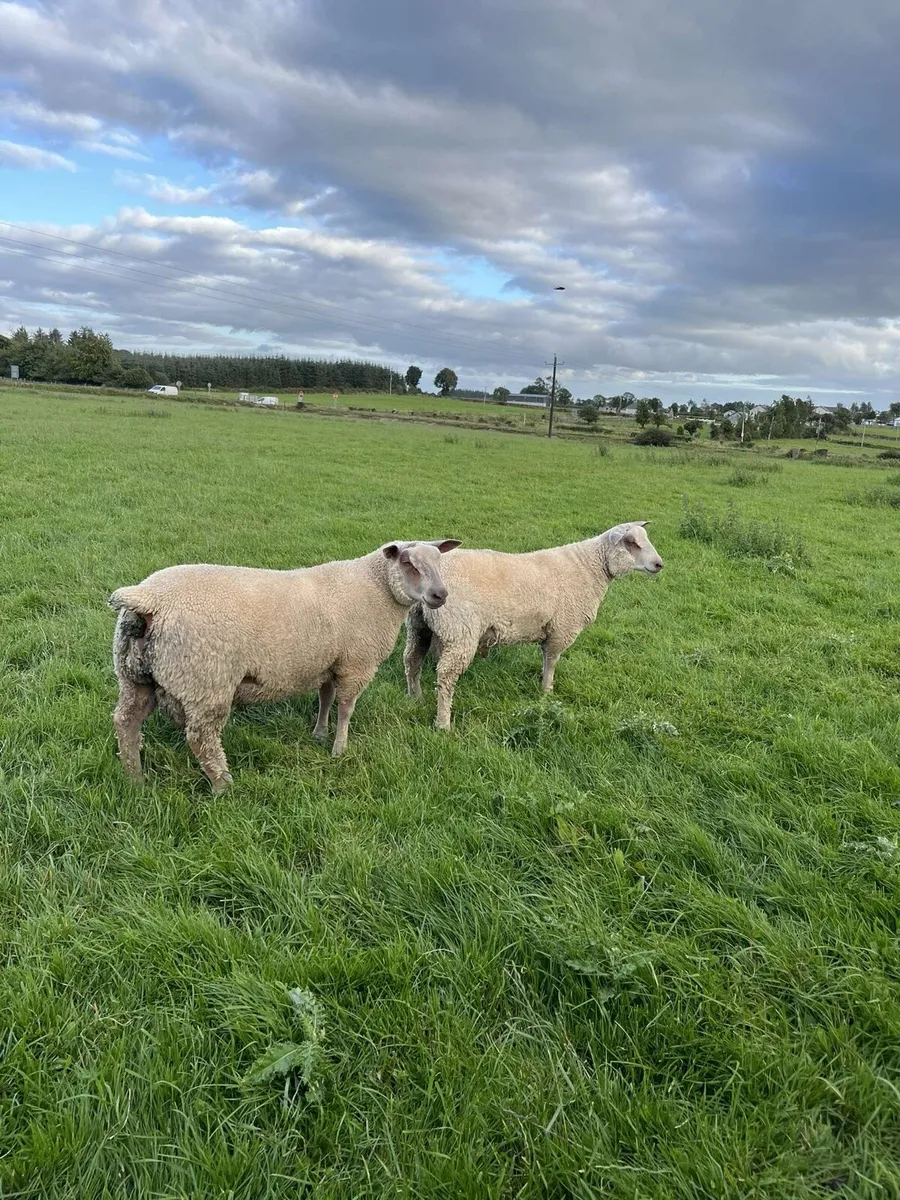 Pbnr rams - Image 2