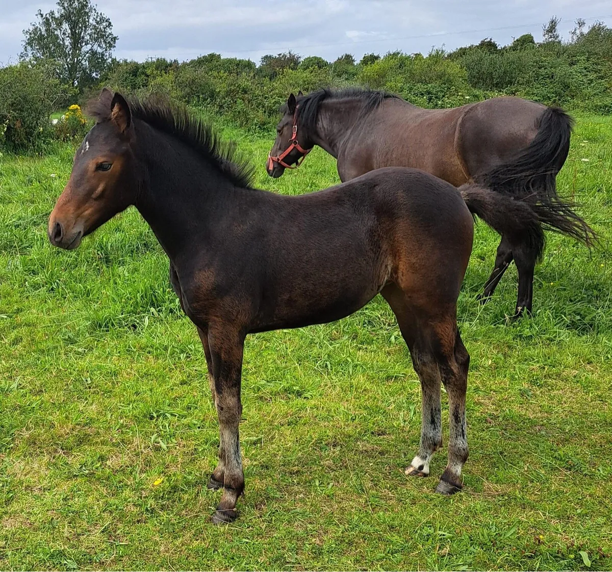 Filly foal - Image 1