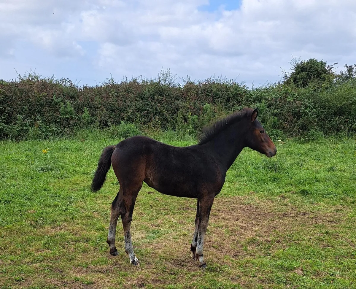 Filly foal - Image 2
