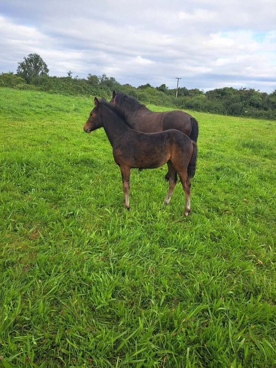 Filly foal - Image 3