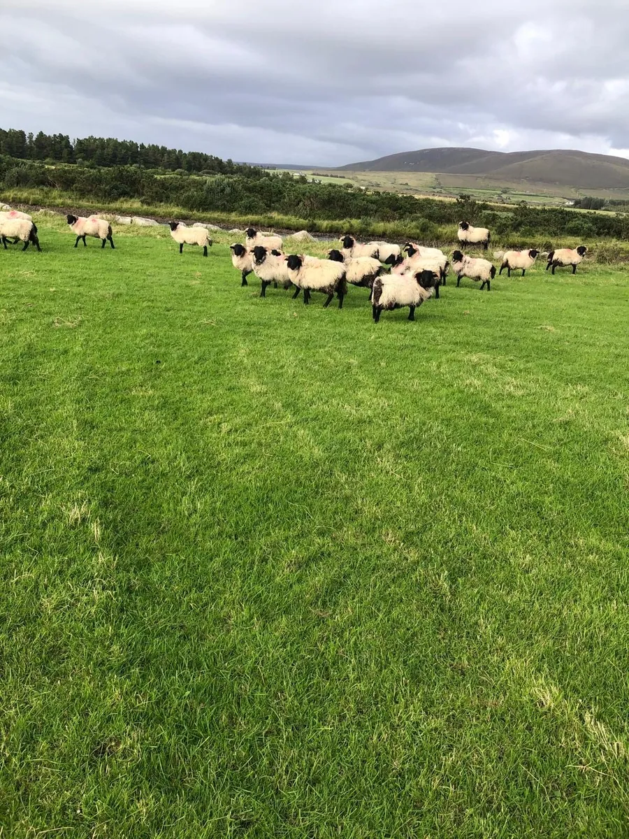 Mayo Mountain Ram Lambs