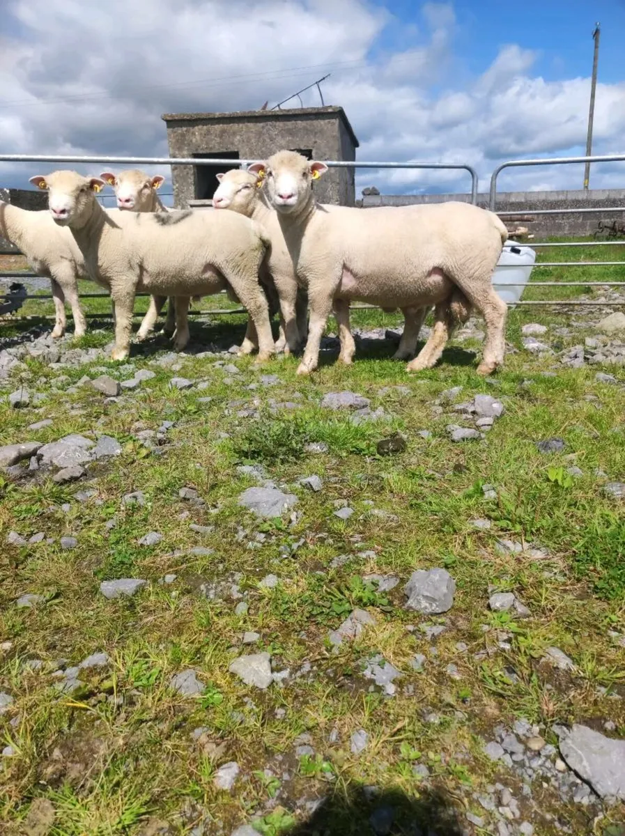 🐑🐑POLL Dorset Ram Lambs🐑🐑 - Image 1
