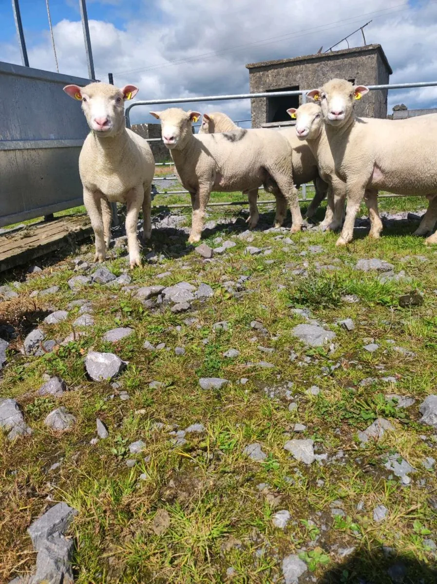 🐑🐑POLL Dorset Ram Lambs🐑🐑 - Image 2