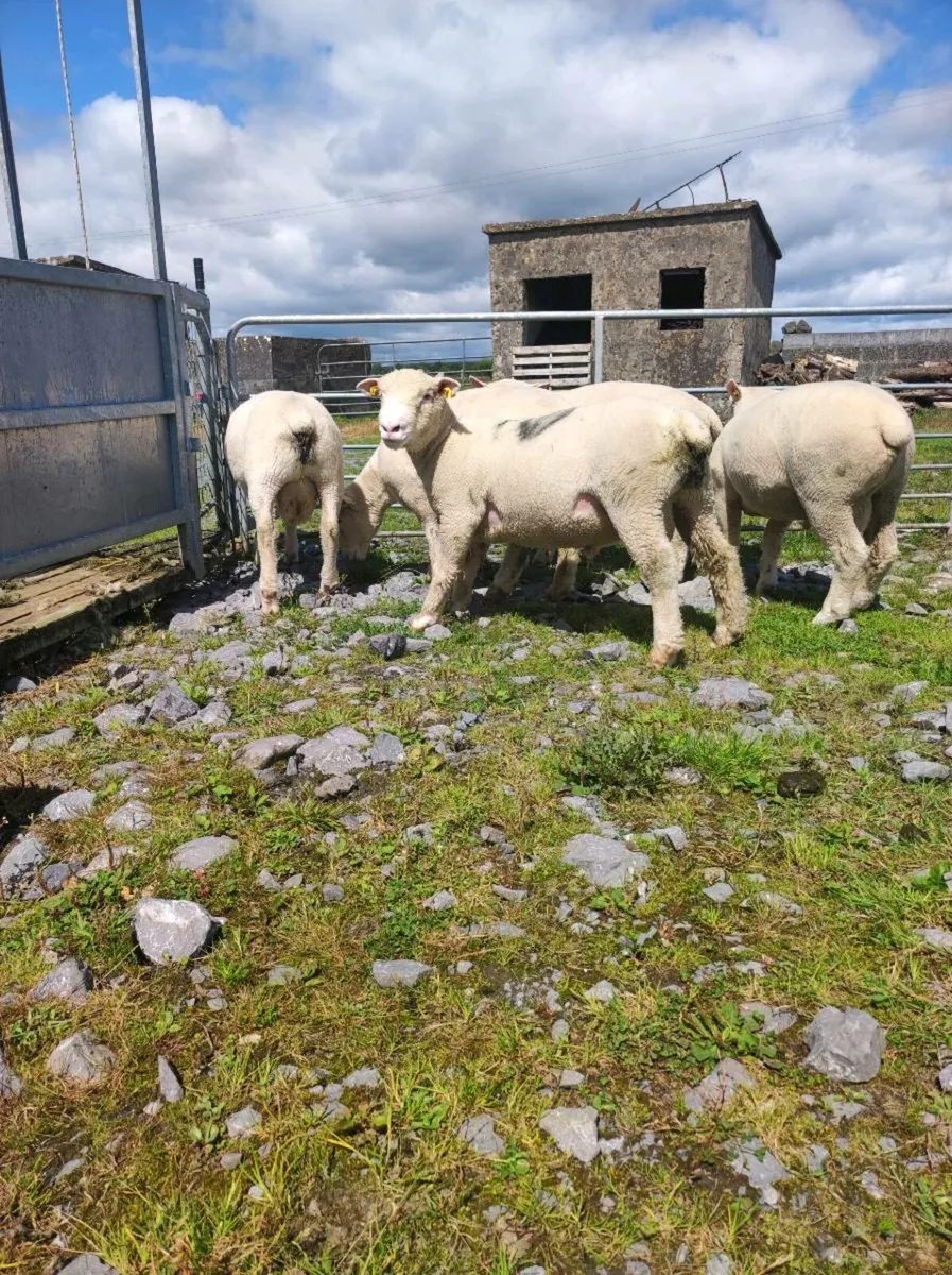 🐑🐑POLL Dorset Ram Lambs🐑🐑 - Image 3