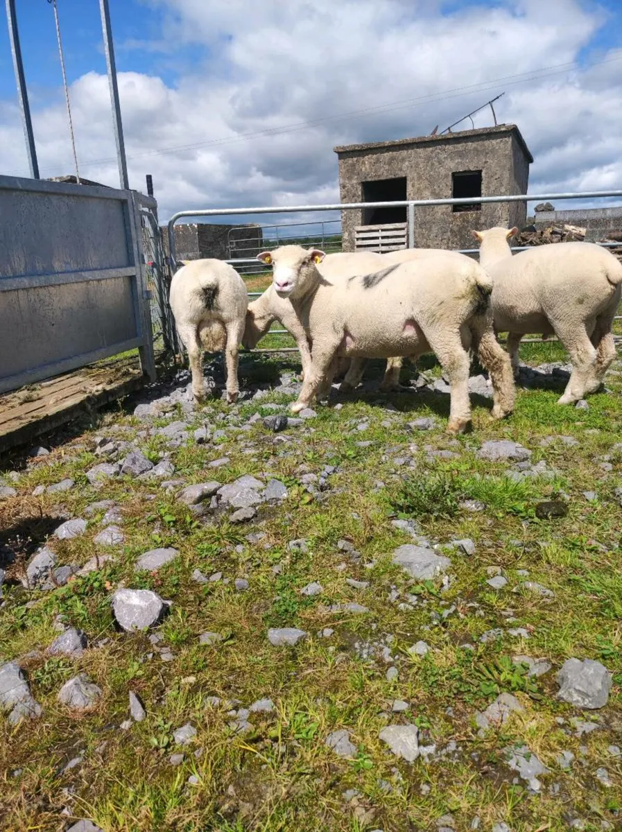 🐑🐑POLL Dorset Ram Lambs🐑🐑 - Image 4