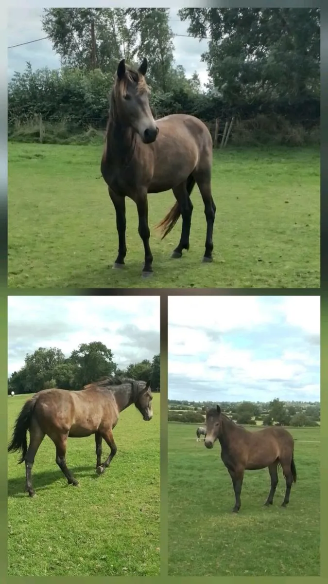 3yr old Connemara gelding - Image 2