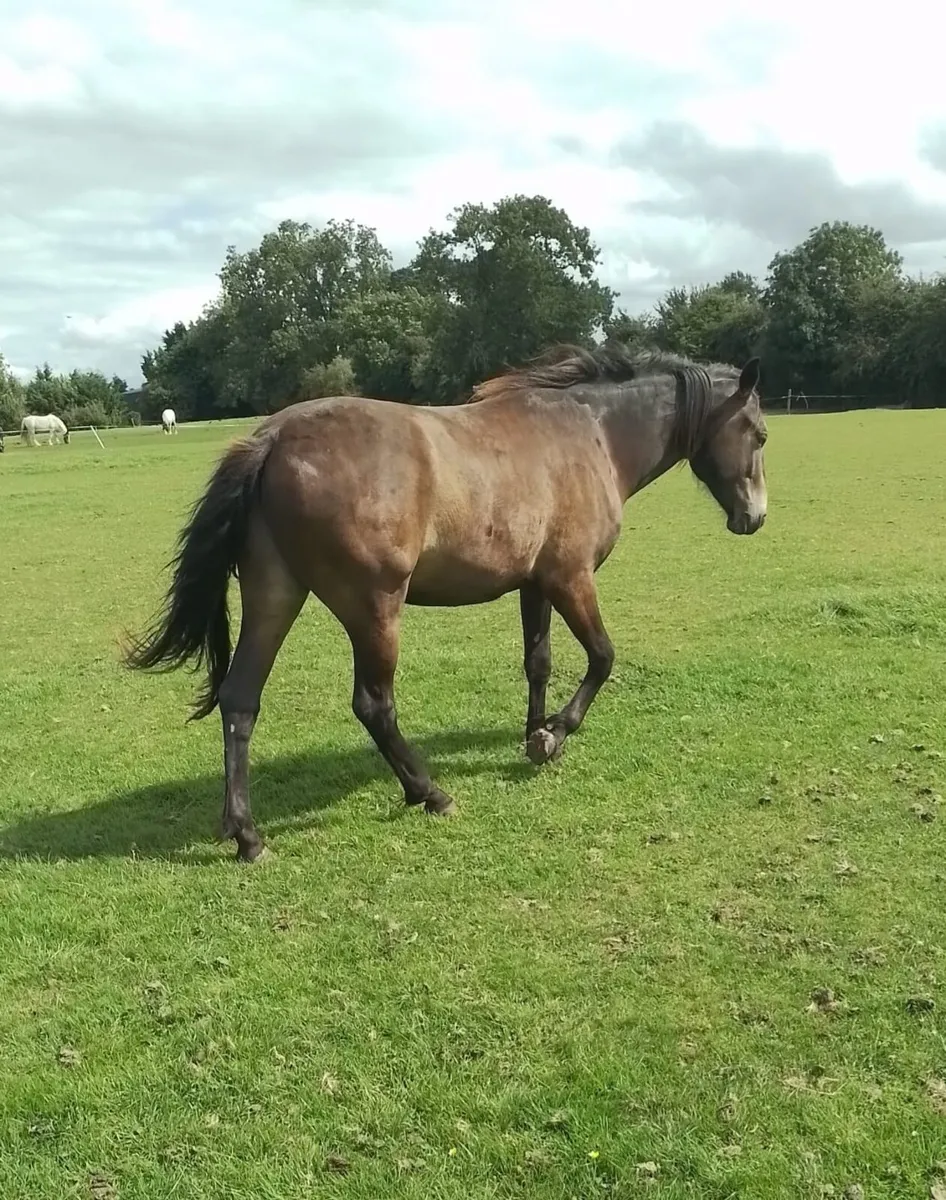 3yr old Connemara gelding - Image 3