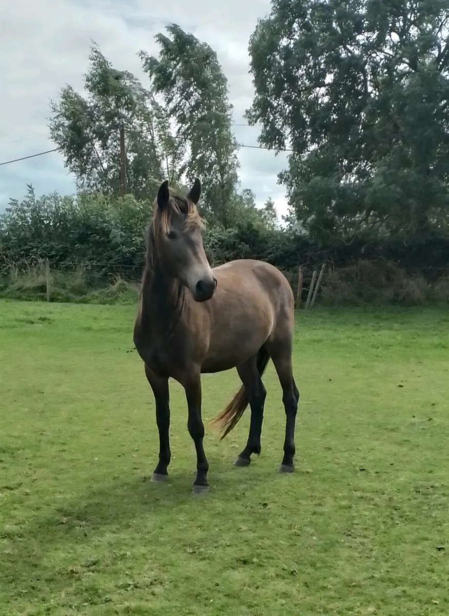 3yr old Connemara gelding - Image 1