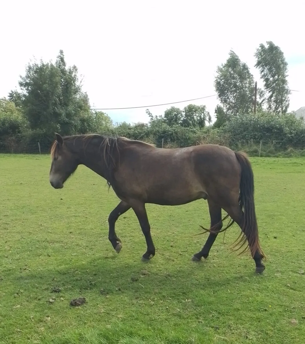 3yr old Connemara gelding - Image 4
