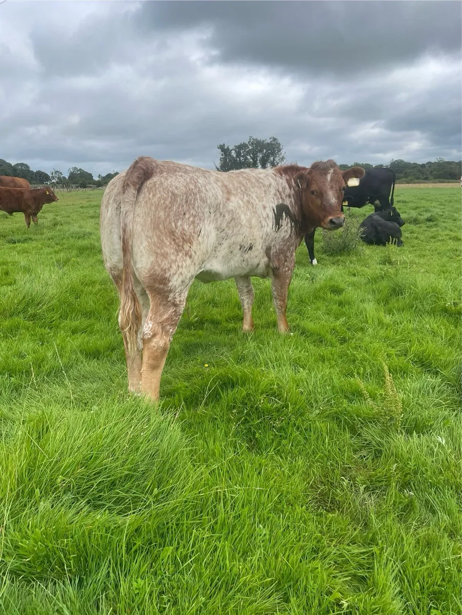 ⭐️Breeding Heifer⭐️ - Image 1
