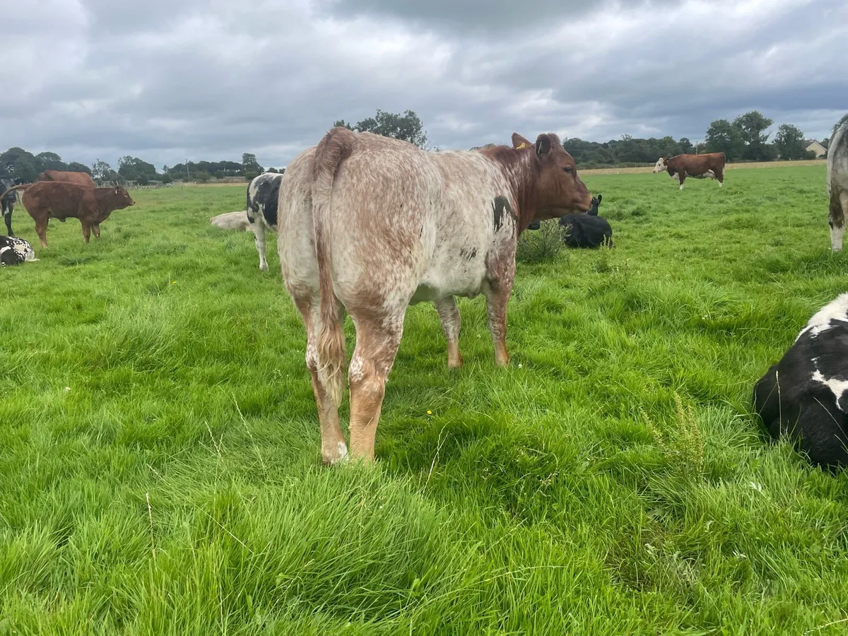 ⭐️Breeding Heifer⭐️ - Image 2
