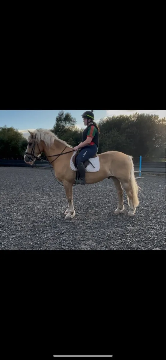 Stunning Palomino Gelding - Image 2