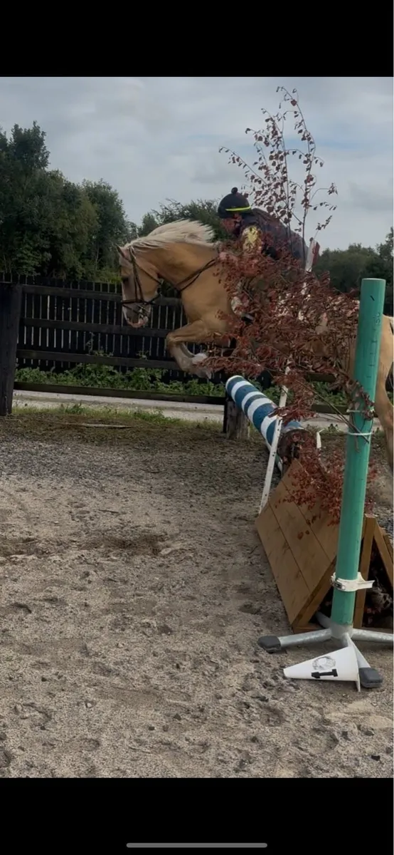 Stunning Palomino Gelding - Image 3