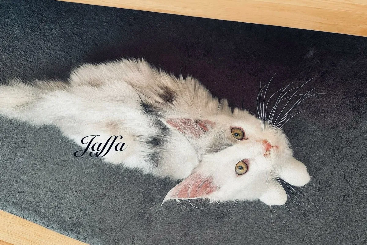 Sweet Maine Coon Kittens - Image 2