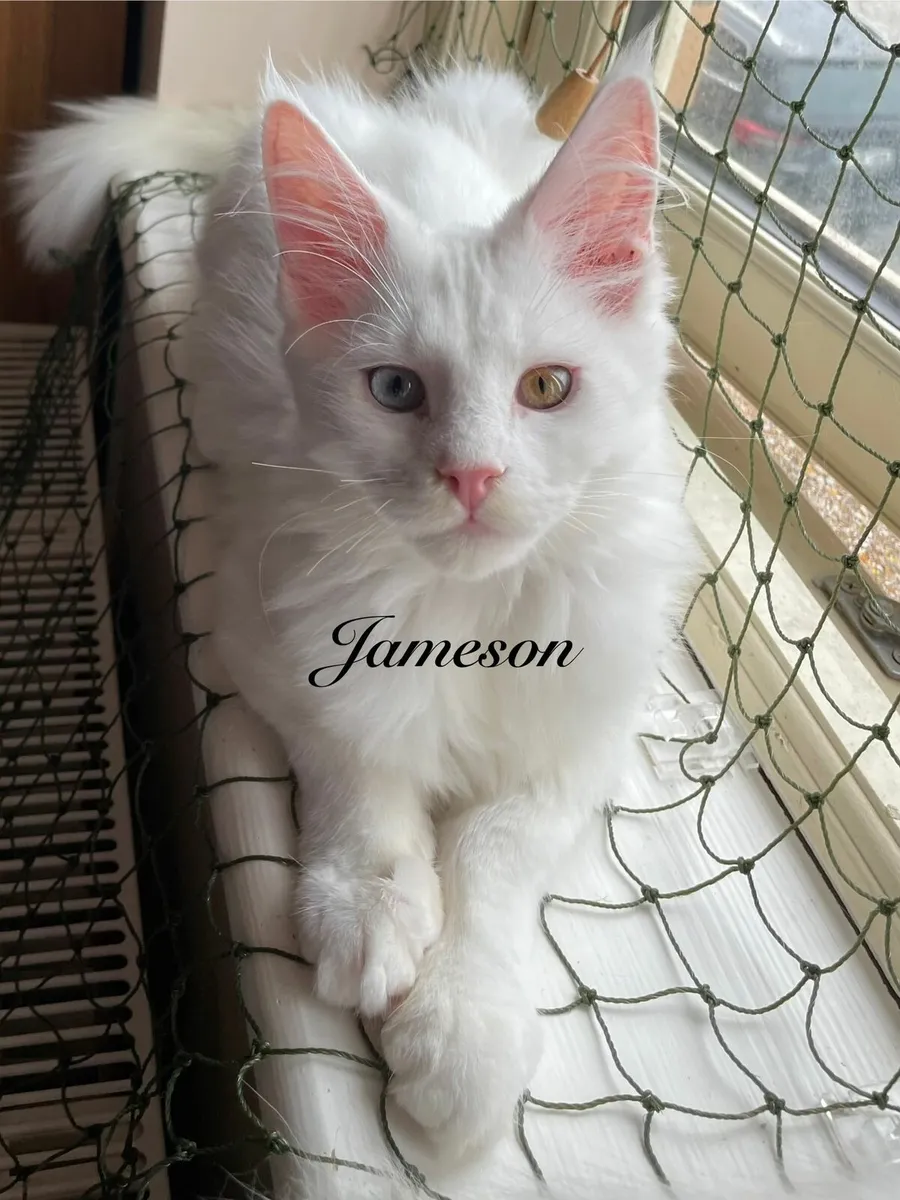 Sweet Maine Coon Kittens - Image 1