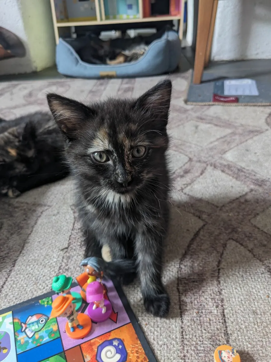 Kittens - Image 3