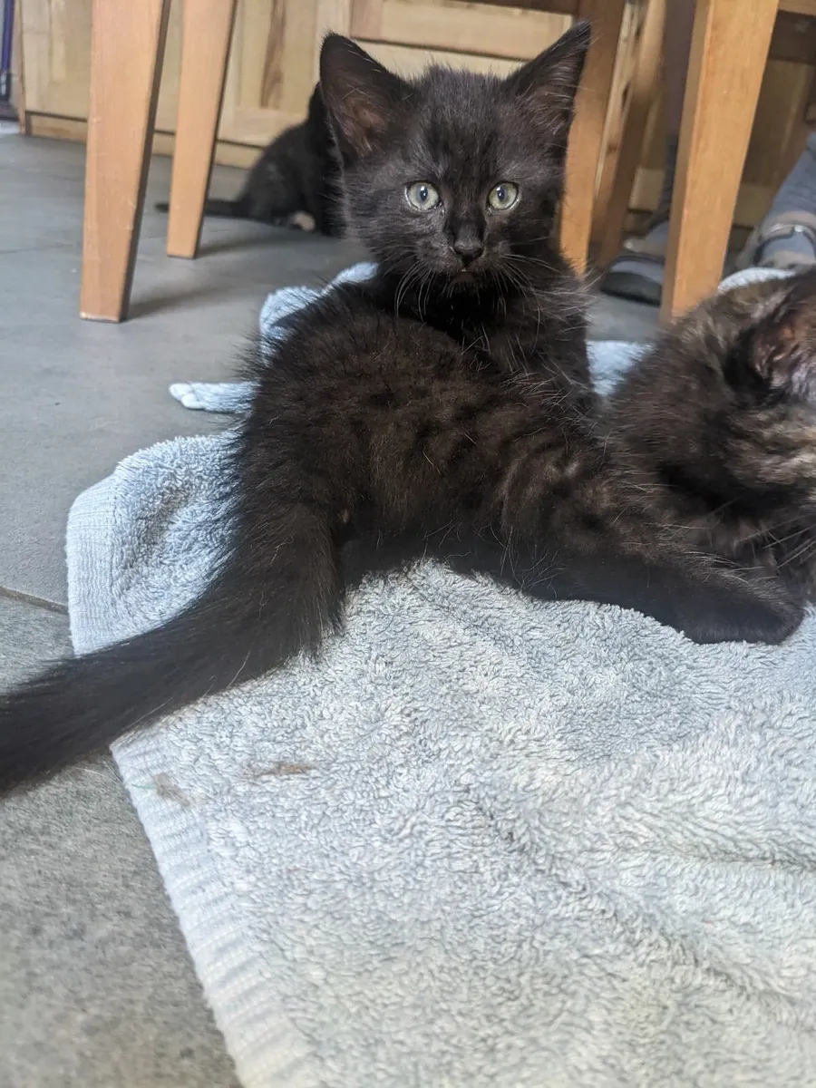 Kittens - Image 4