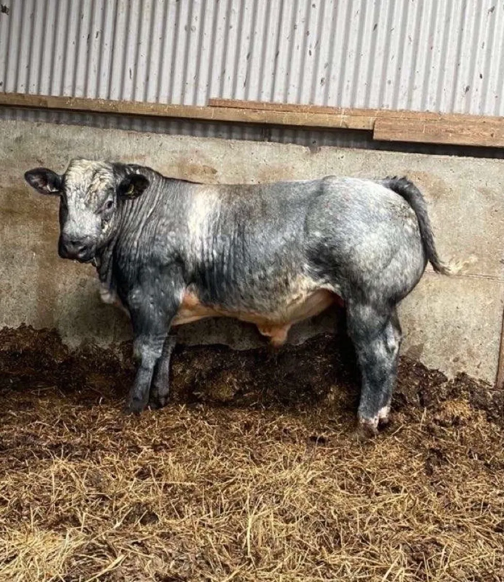⭐️Hybrid Bull Calf⭐️ - Image 1