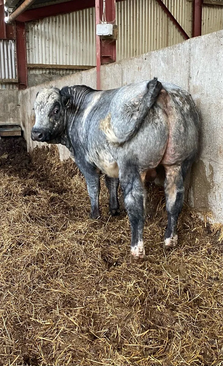 ⭐️Hybrid Bull Calf⭐️ - Image 2