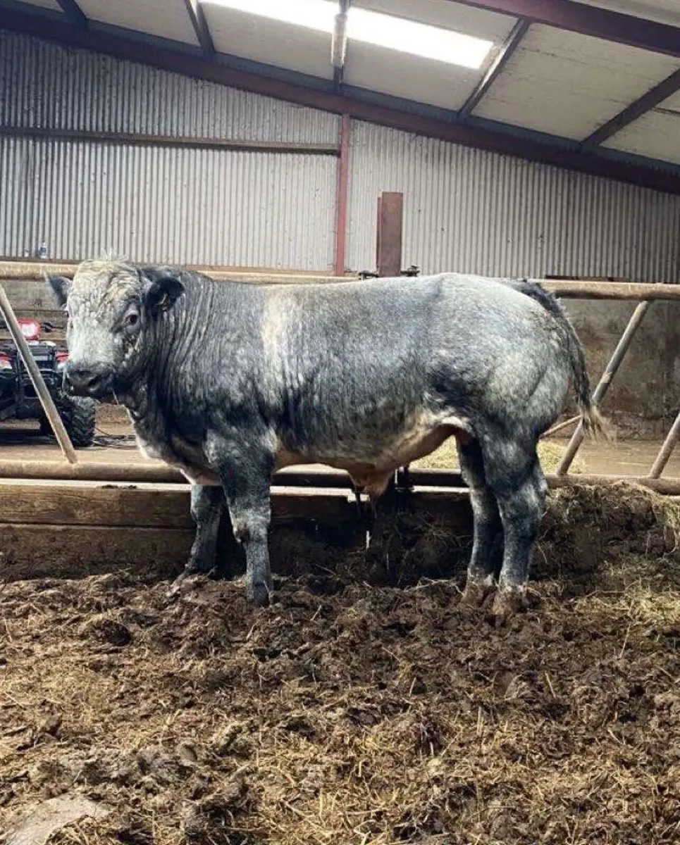 ⭐️Hybrid Bull Calf⭐️ - Image 3